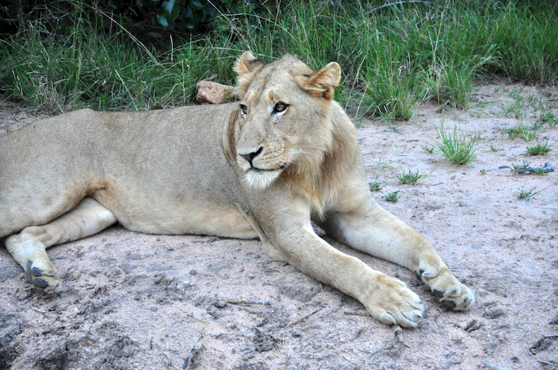 Melanie Heinrich - travel images - Lion Sands Private game reserver Hazyview